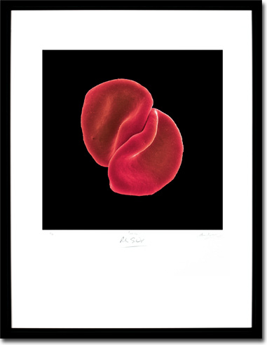 Peter Gabriel - Scratch My Back, Album Cover. Framed Print